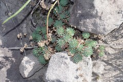 Psammotropha