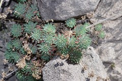 Psammotropha