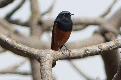 Black Redstart