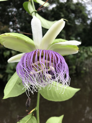 Passiflora nitida