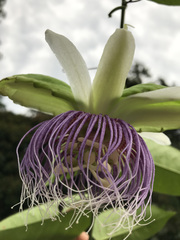 Passiflora nitida