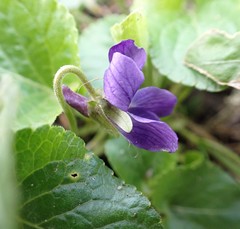 Viola odorata
