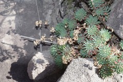 Psammotropha
