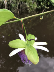 Passiflora nitida