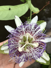 Passiflora nitida