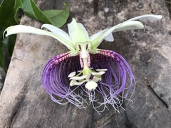 Passiflora nitida
