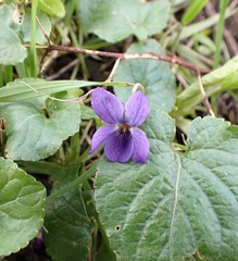 Viola odorata
