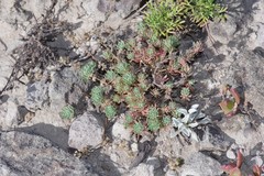 Psammotropha