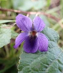 Viola odorata