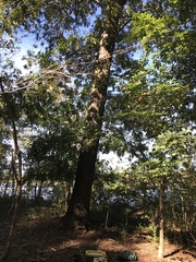 Carya glabra megacarpa