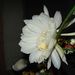 Epiphyllum crenatum - Photo (c) Nagraj Salian,  זכויות יוצרים חלקיות (CC BY-NC)
