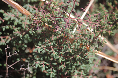 Pellaea myrtillifolia