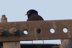 Acridotheres tristis