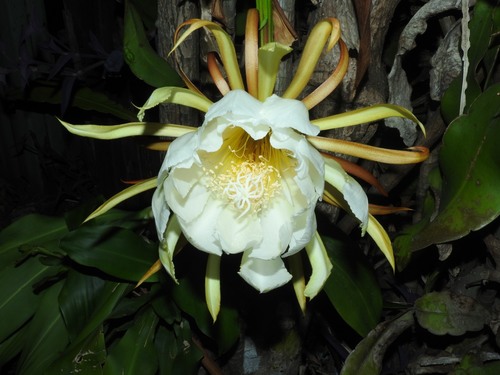Epiphyllum thomasianum