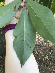 Carya glabra megacarpa