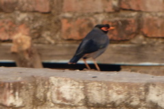 Acridotheres ginginianus