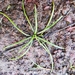 Isoetes durieui - Photo (c) bscrl, μερικά δικαιώματα διατηρούνται (CC BY-NC), uploaded by bscrl