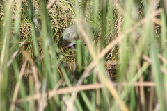 Trachemys venusta venusta