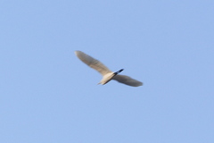 Bubulcus ibis