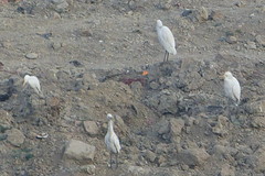 Bubulcus ibis