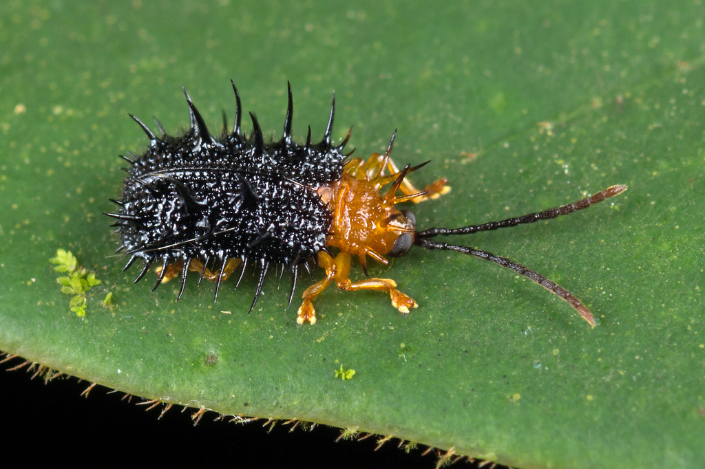 Dactylispa modiglianii