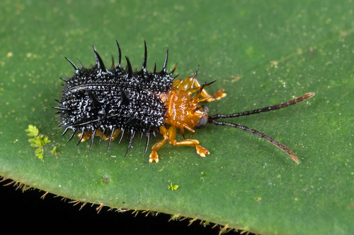 Dactylispa modiglianii · iNaturalist