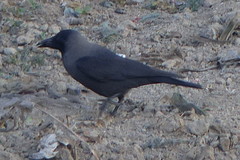 Corvus splendens