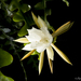 Epiphyllum anguliger - Photo (c) achrntatrps, μερικά δικαιώματα διατηρούνται (CC BY-NC-SA)