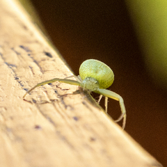 Misumenops rubrodecoratus