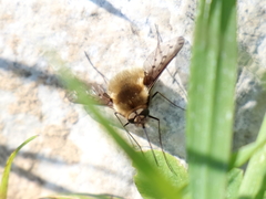 Bombylius medius
