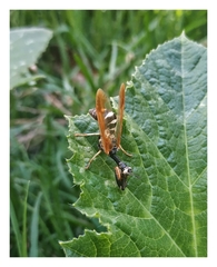 Paramantispa ambusta