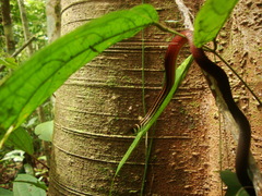 Gongylosoma longicauda