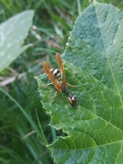 Paramantispa ambusta