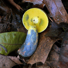 Boletus miniato-olivaceus