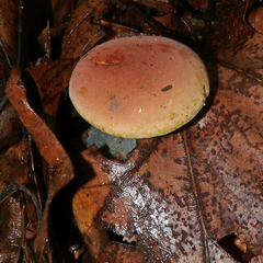 Boletus miniato-olivaceus