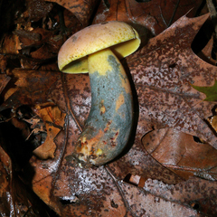 Boletus miniato-olivaceus