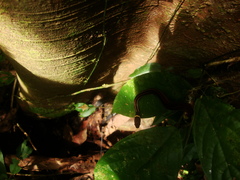 Gongylosoma longicauda