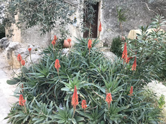 Aloe × delaetii