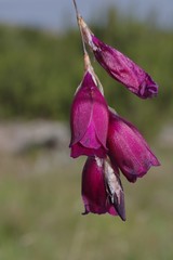 Dierama pulcherrimum