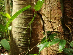 Gongylosoma longicauda