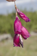 Dierama pulcherrimum