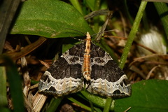 Ecliptopera capitata