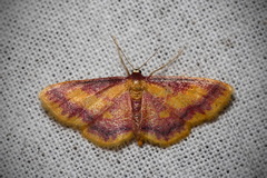 Idaea muricata