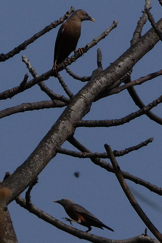 Chestnut-tailed Starling