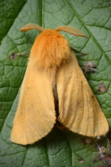 Lemonia taraxaci