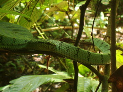 Trimeresurus sumatranus