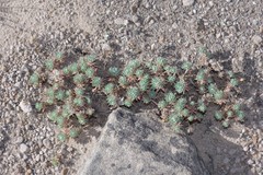 Psammotropha