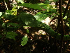 Trimeresurus sumatranus