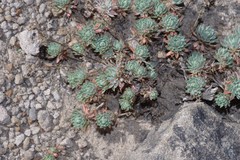 Psammotropha