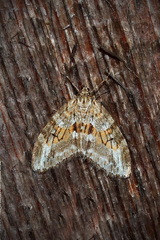 Trichopteryx polycommata